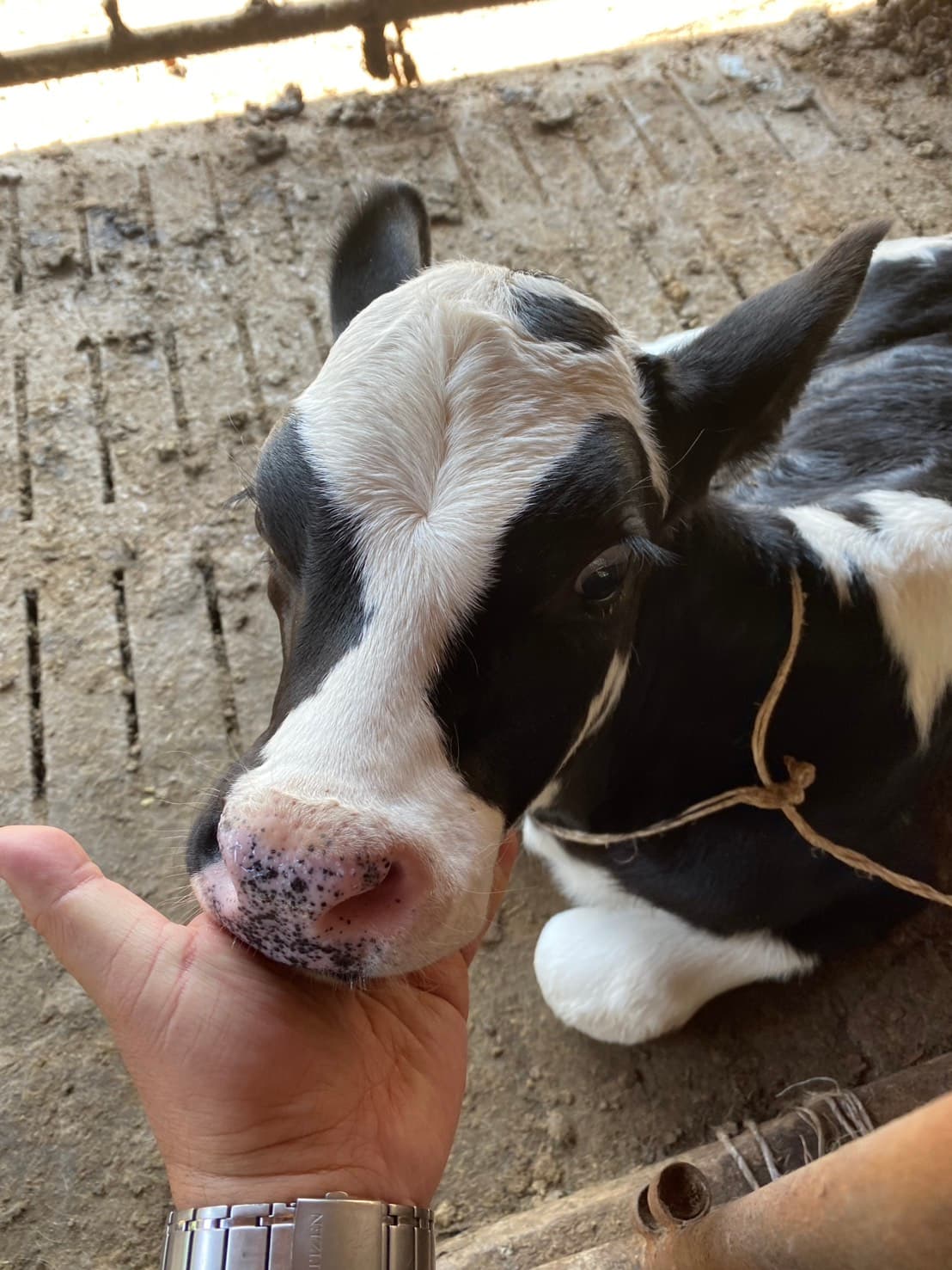 Cattle Solutions 5
