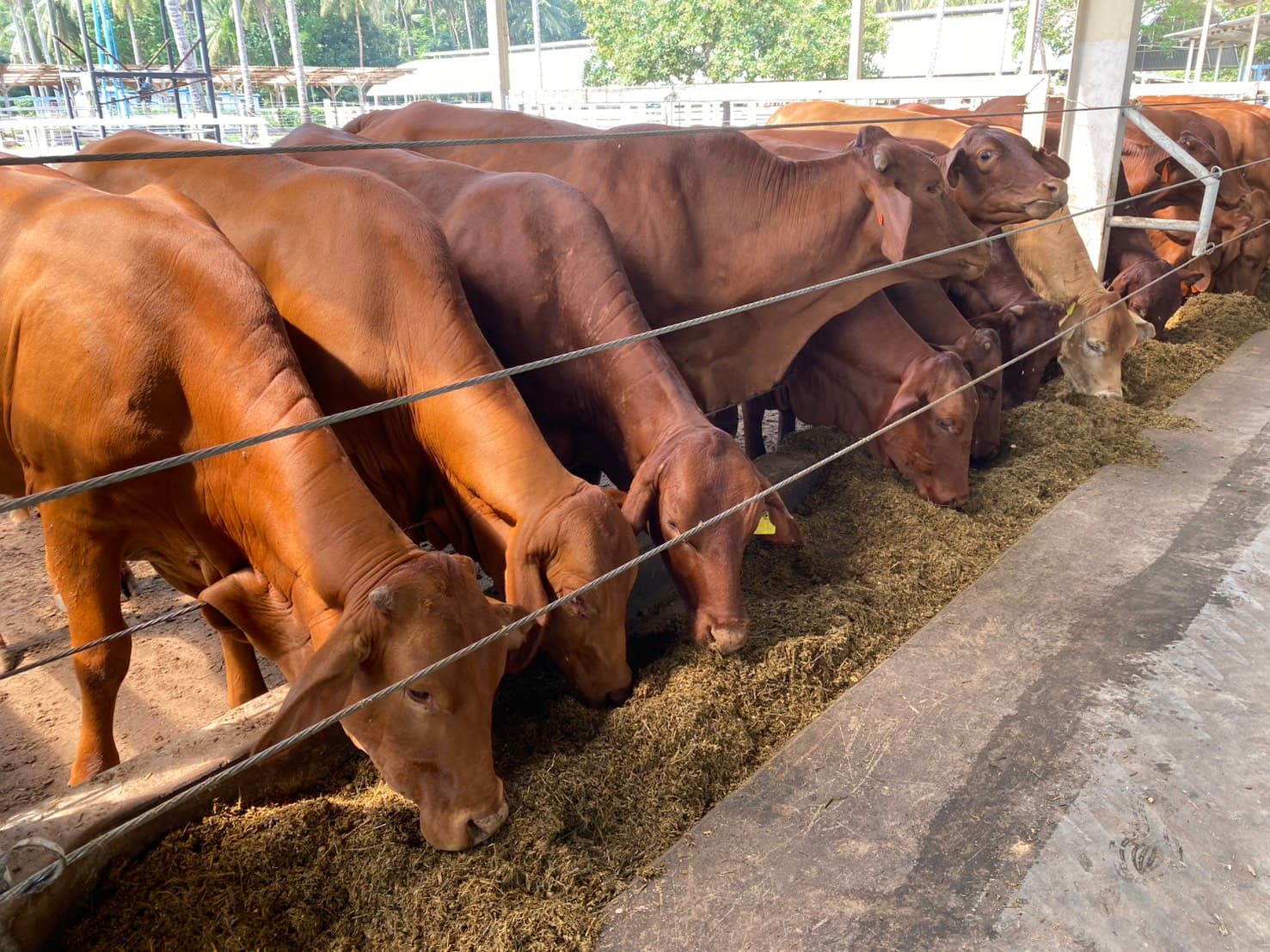 Cattle Solutions 2