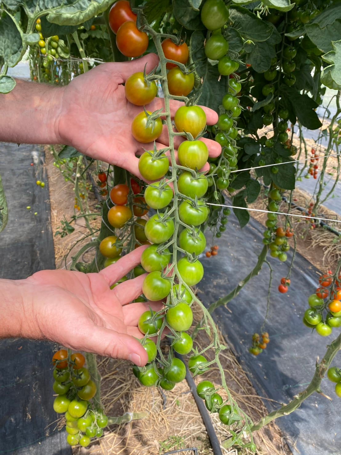 Plant and Soil Solutions 2